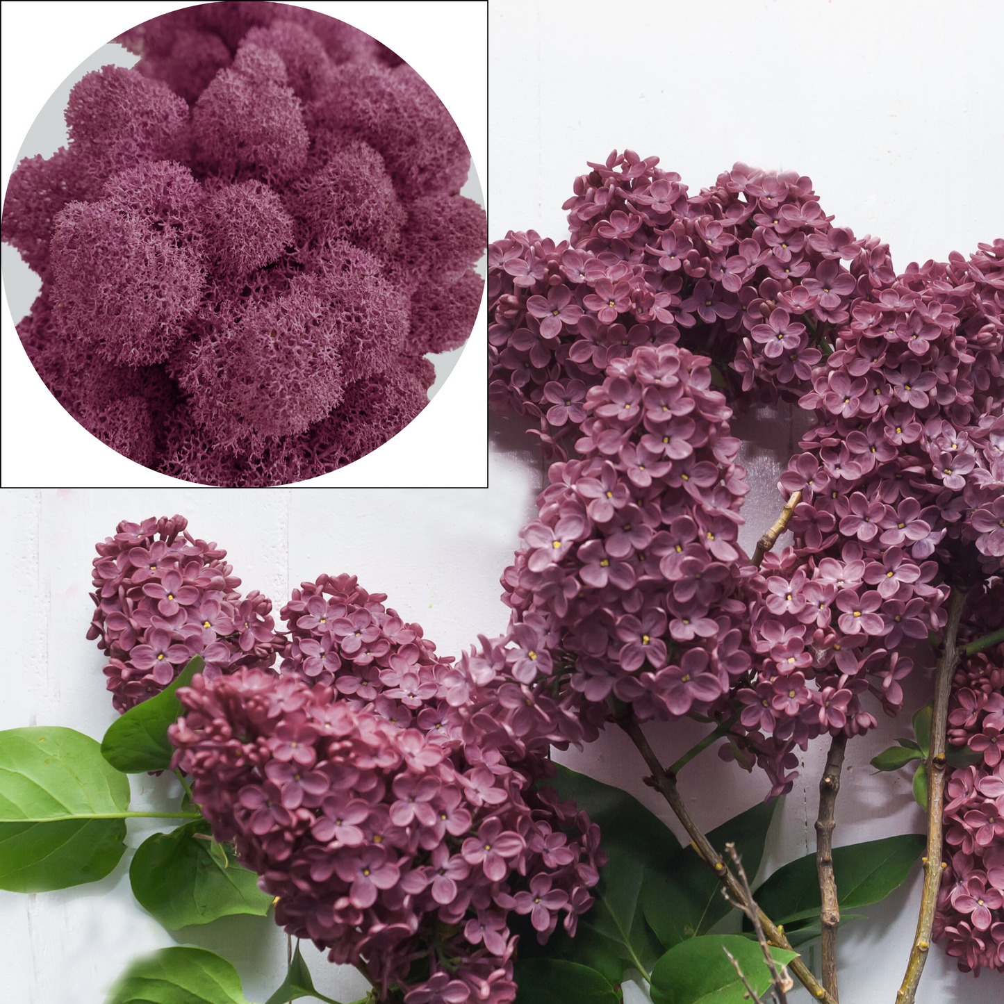 Lilac Preserved Moss (box)