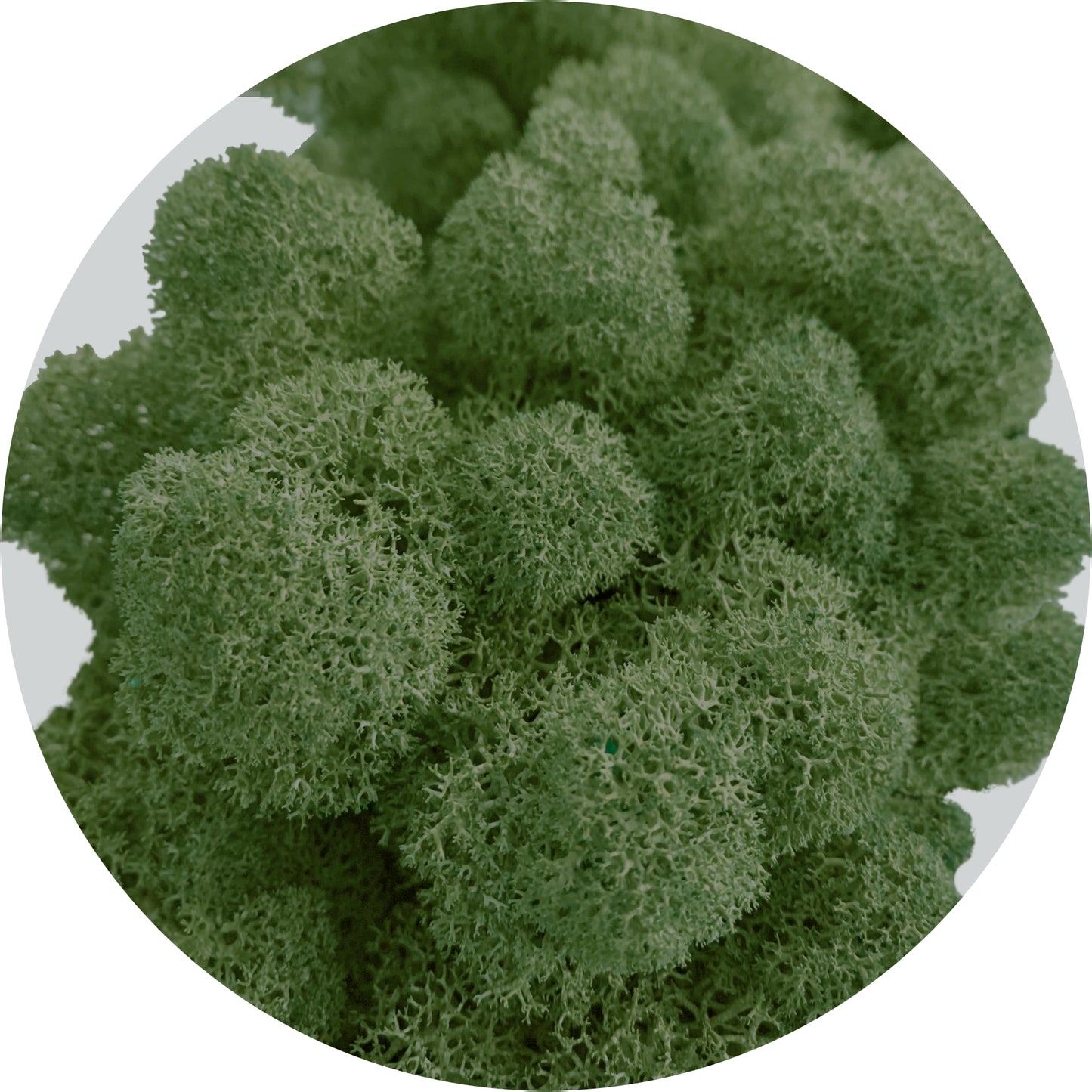Dark Green Preserved Moss 1kg (box)