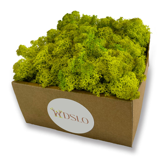 Spring Green Preserved Moss (box)