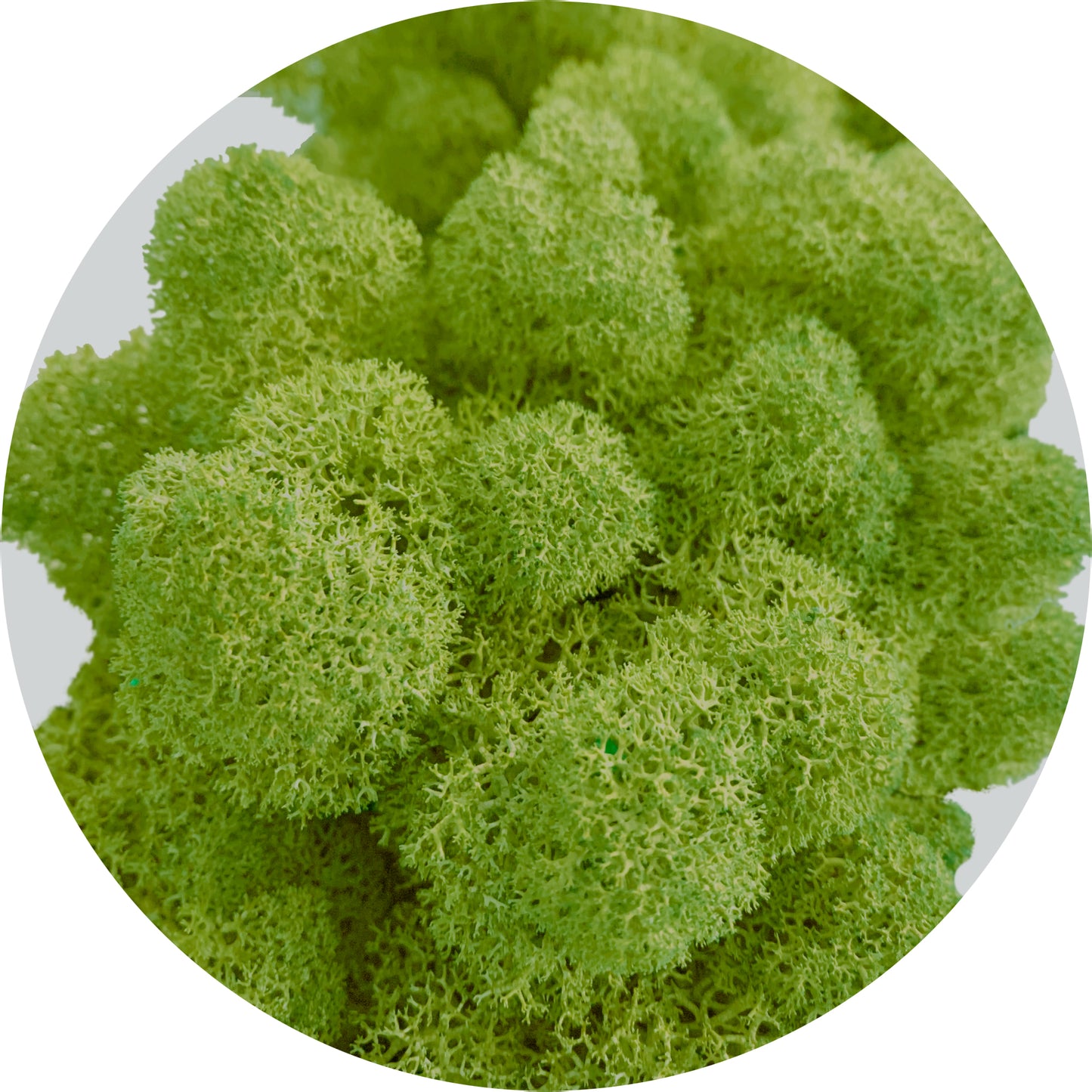 Natural Green Preserved Moss 1kg (box)