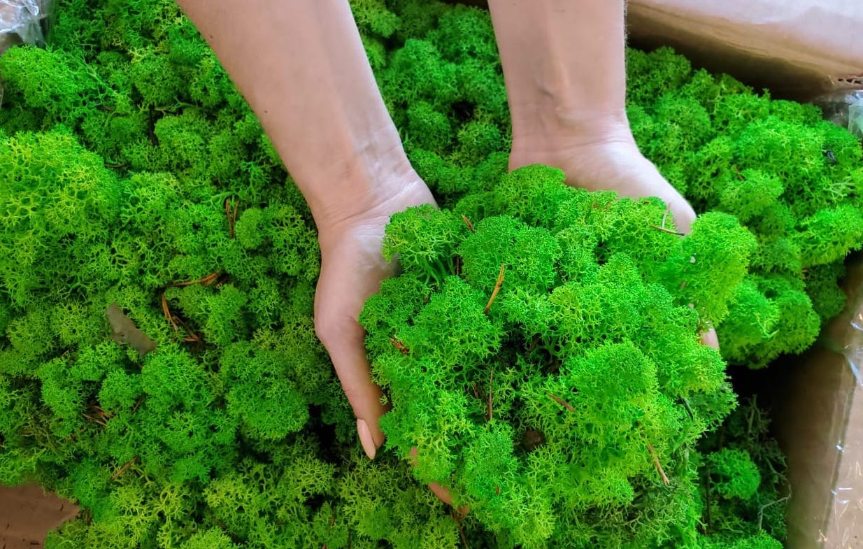 Grass Green Preserved Moss (box)