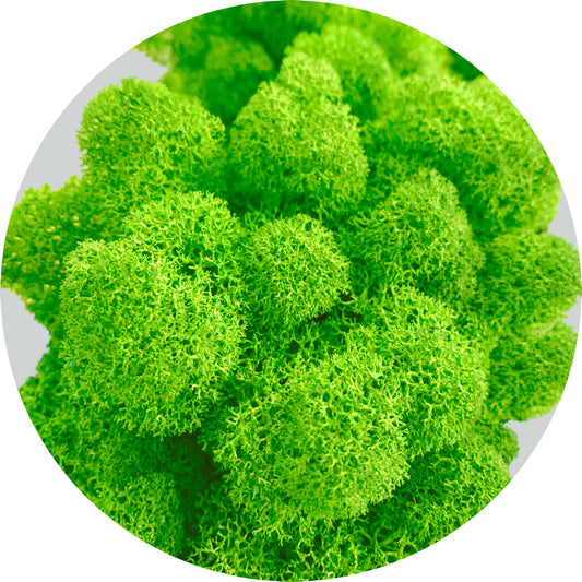 Grass Green Preserved Moss 100g (bag)