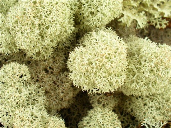 Natural White Preserved Moss 100g (bag)