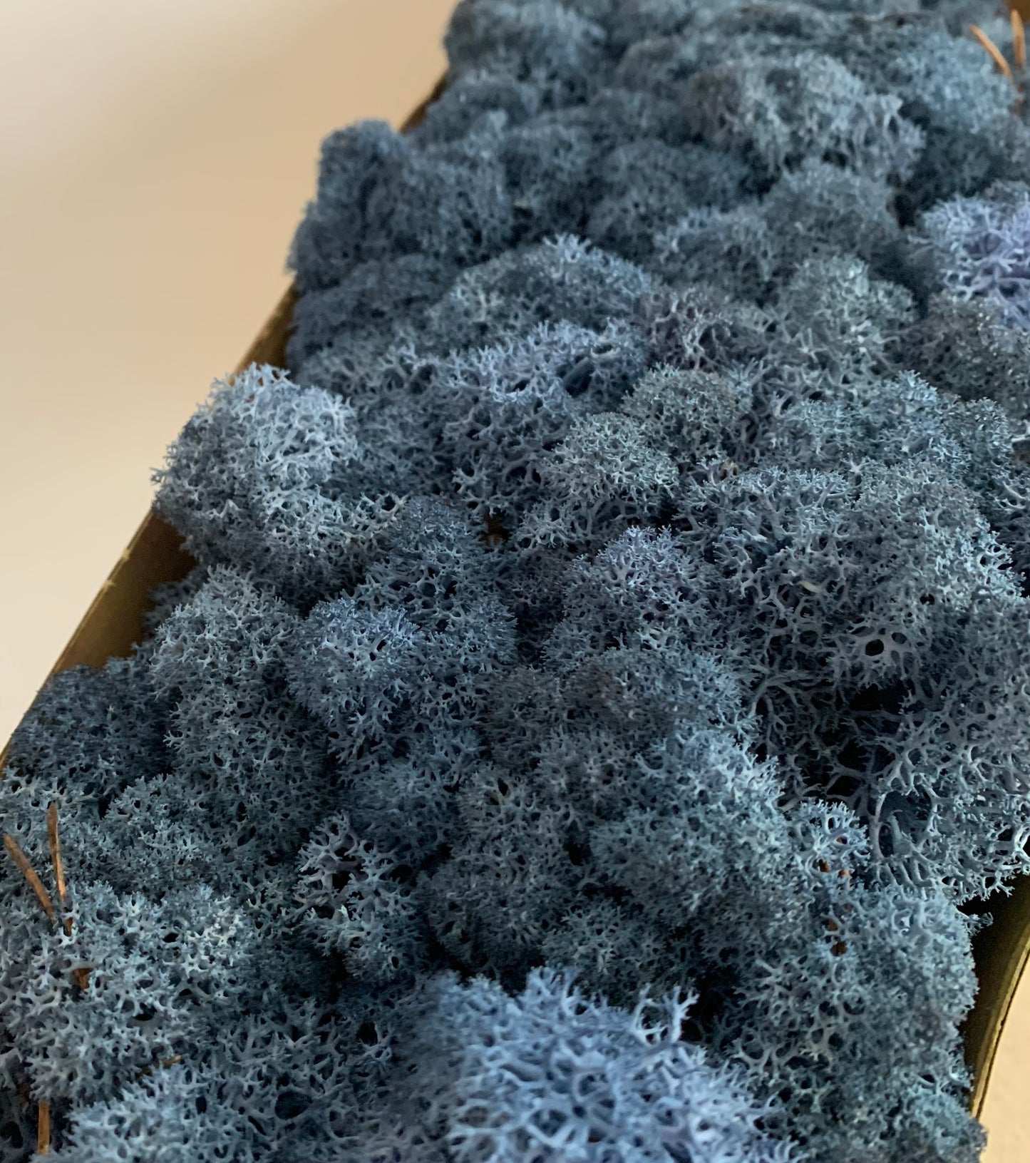 Blue Preserved Moss (box)