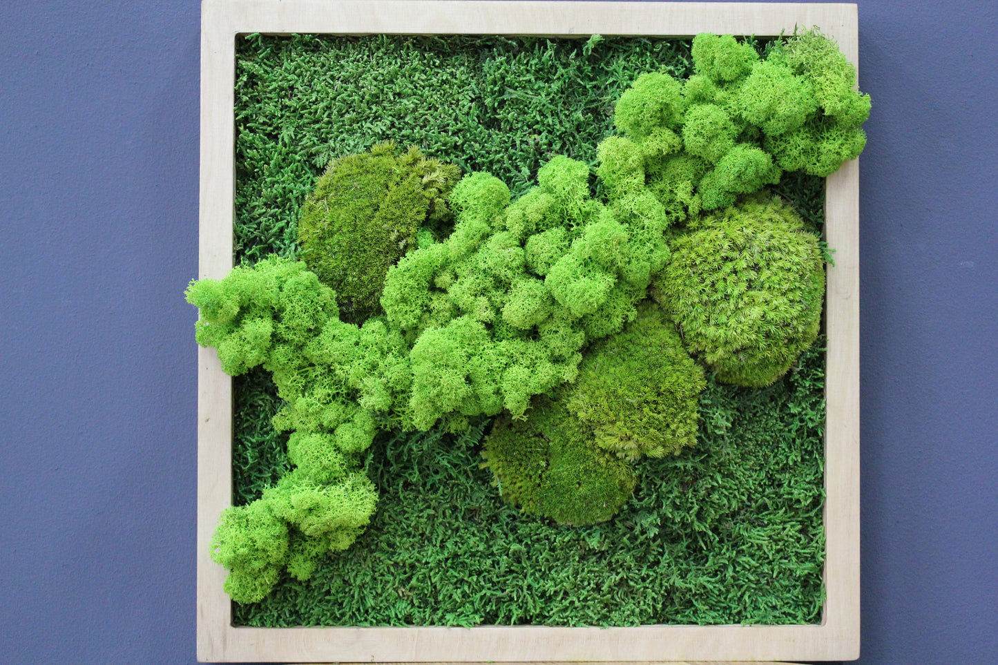 Chartreuse Green Preserved Flat Moss