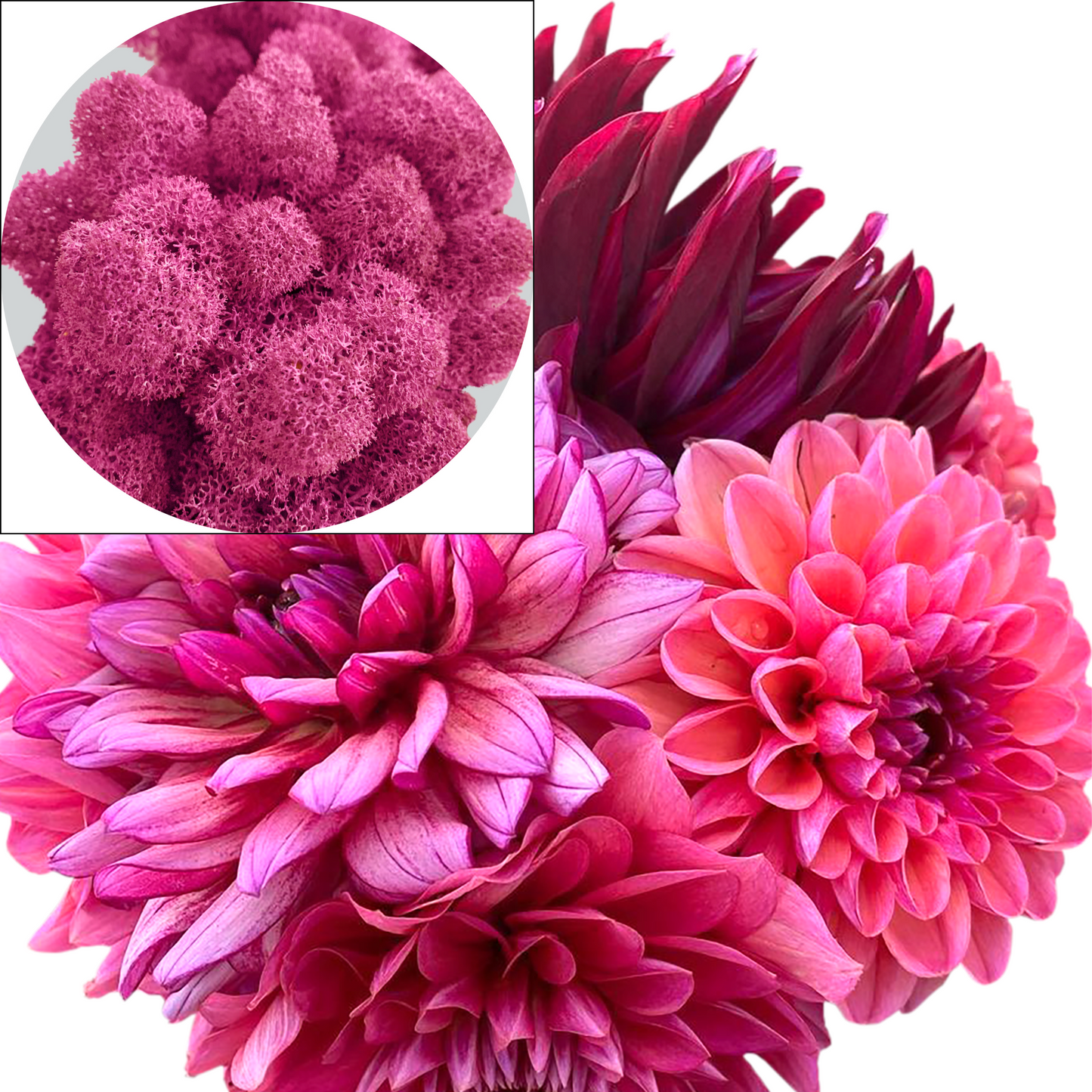 Magenta Preserved Moss (box)