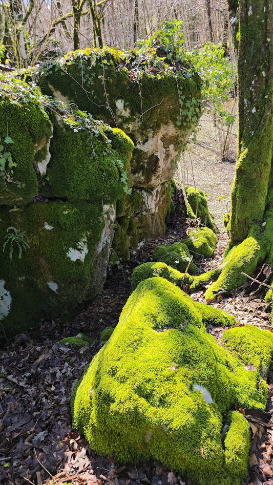 Discover Moss in the Wild Nature