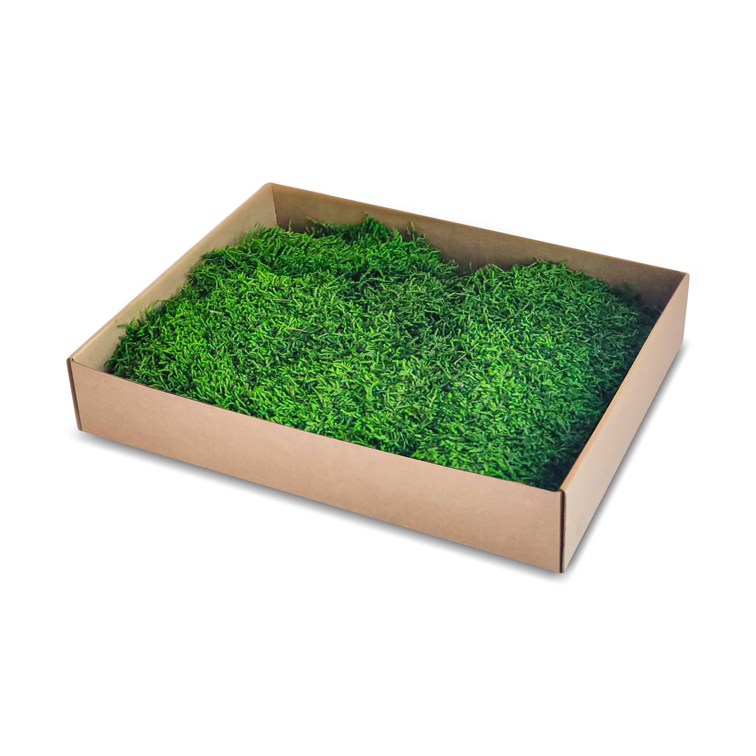 Preserved Flat Moss