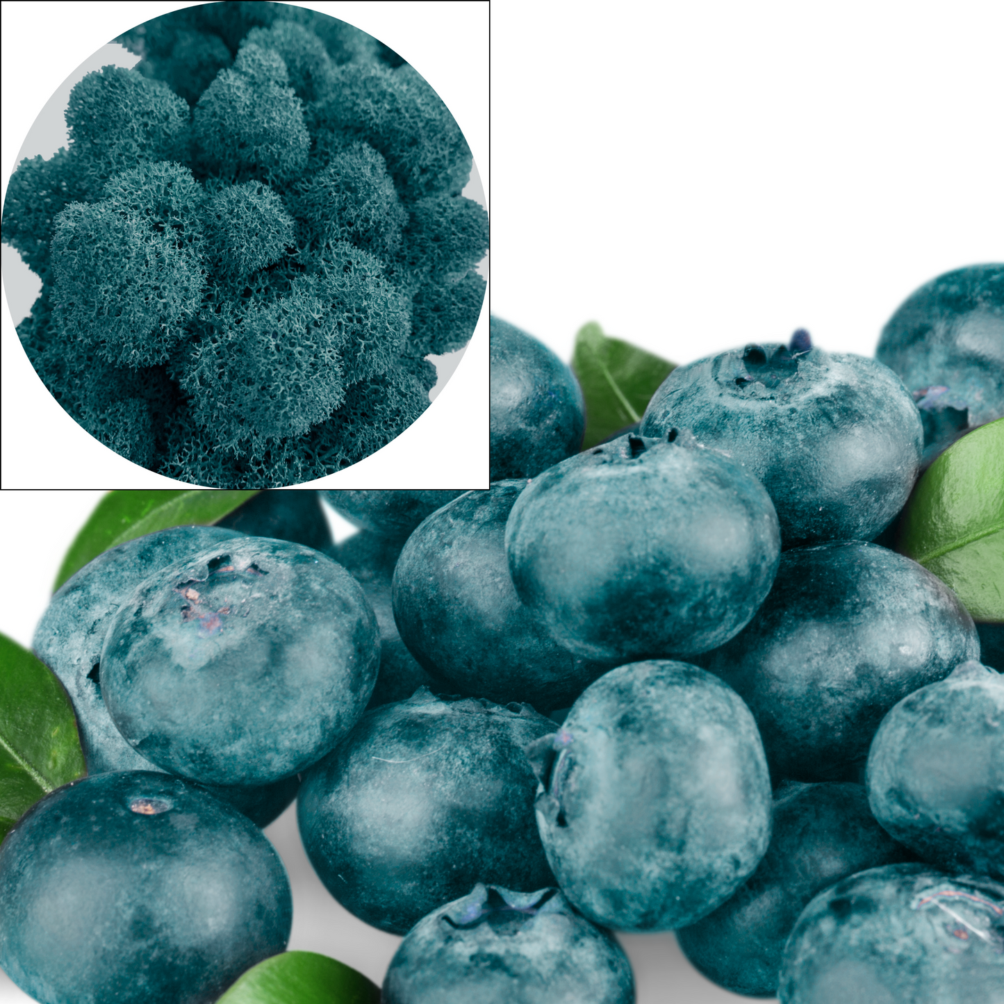 Blue Preserved Moss (box)