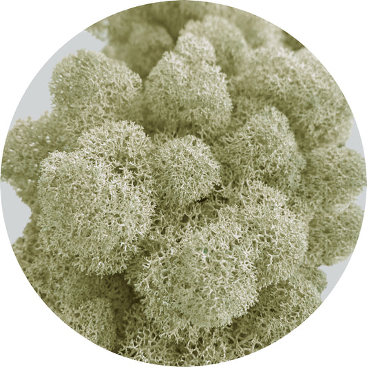 Natural White Preserved Moss 100g (bag)