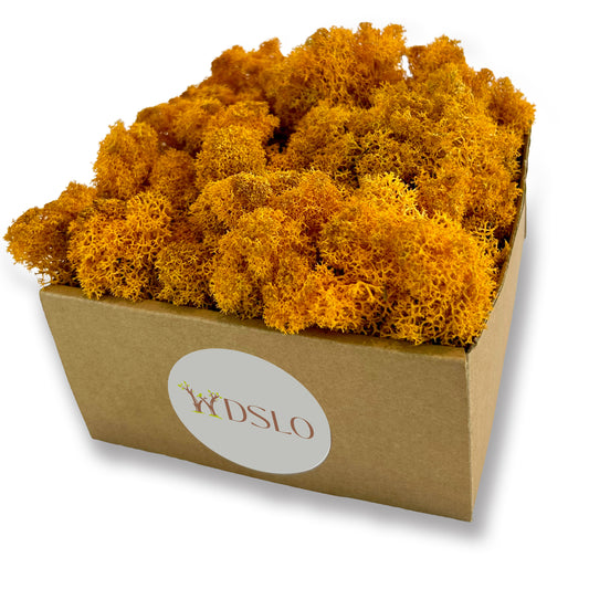 Orange Preserved Moss 320g (box)