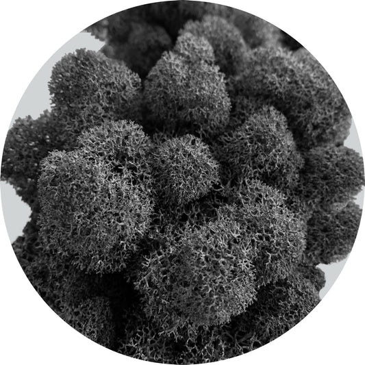 Black Preserved Moss 100g (bag)