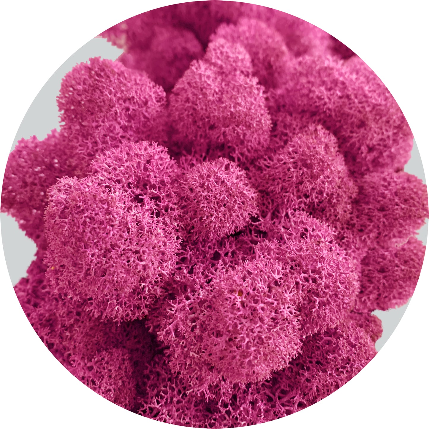 Magenta Preserved Moss 100g (bag)