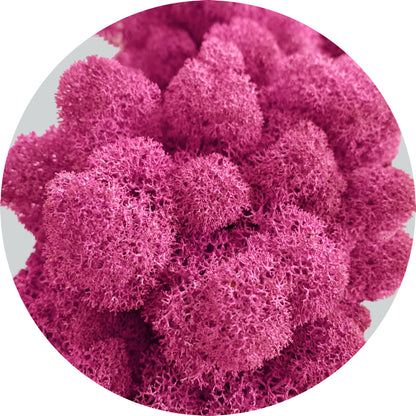 Magenta Preserved Moss 100g (bag)