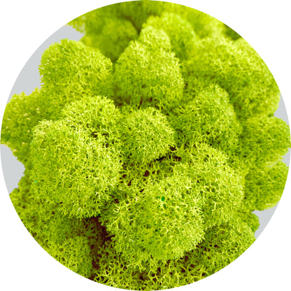 Spring Green Preserved Moss 100g (bag)