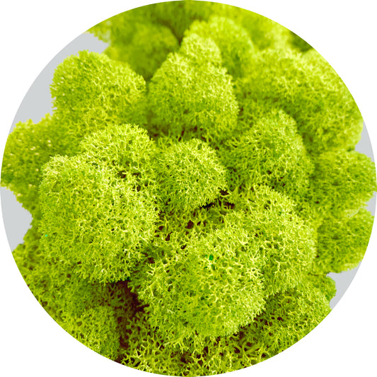 Spring Green Preserved Moss 1kg (box)