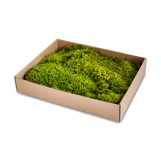 Chartreuse Green Preserved Flat Moss