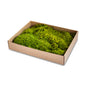 Chartreuse Green Preserved Flat Moss