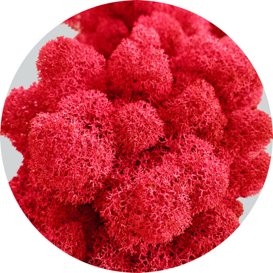 Red Preserved Moss 100g (bag)