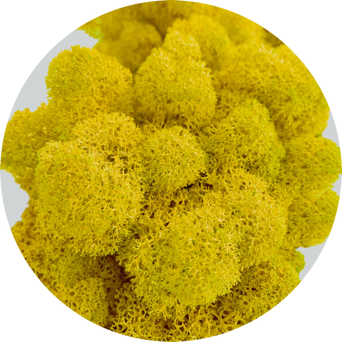 Yellow Preserved Moss 100g (bag)