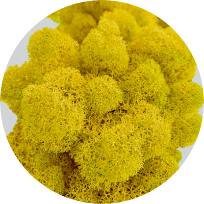 Yellow Preserved Moss 100g (bag)