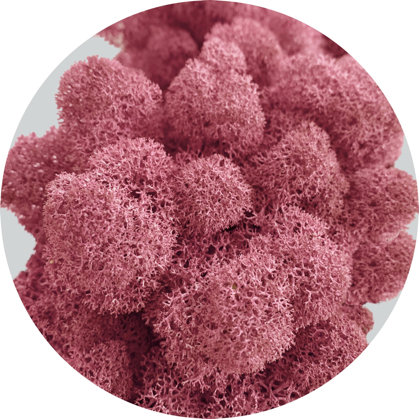 Burgundy Preserved Moss 100g (bag)