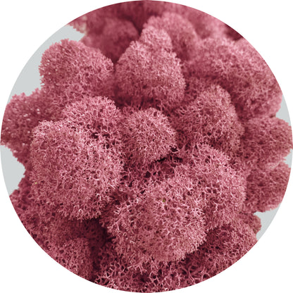 Burgundy Preserved Moss 100g (bag)