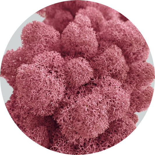 Burgundy Preserved Moss 100g (bag)