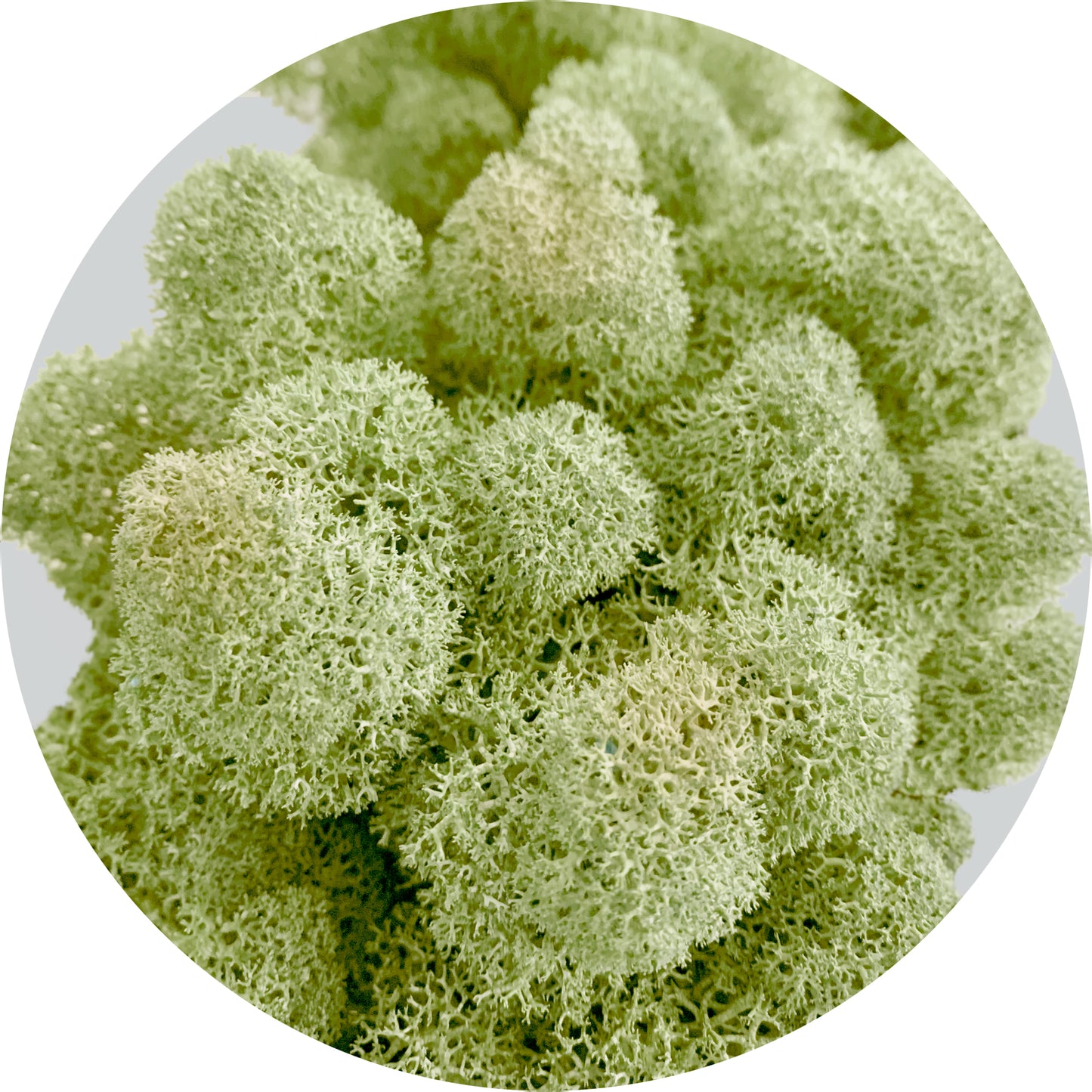 Mint Preserved Moss 100g (bag)