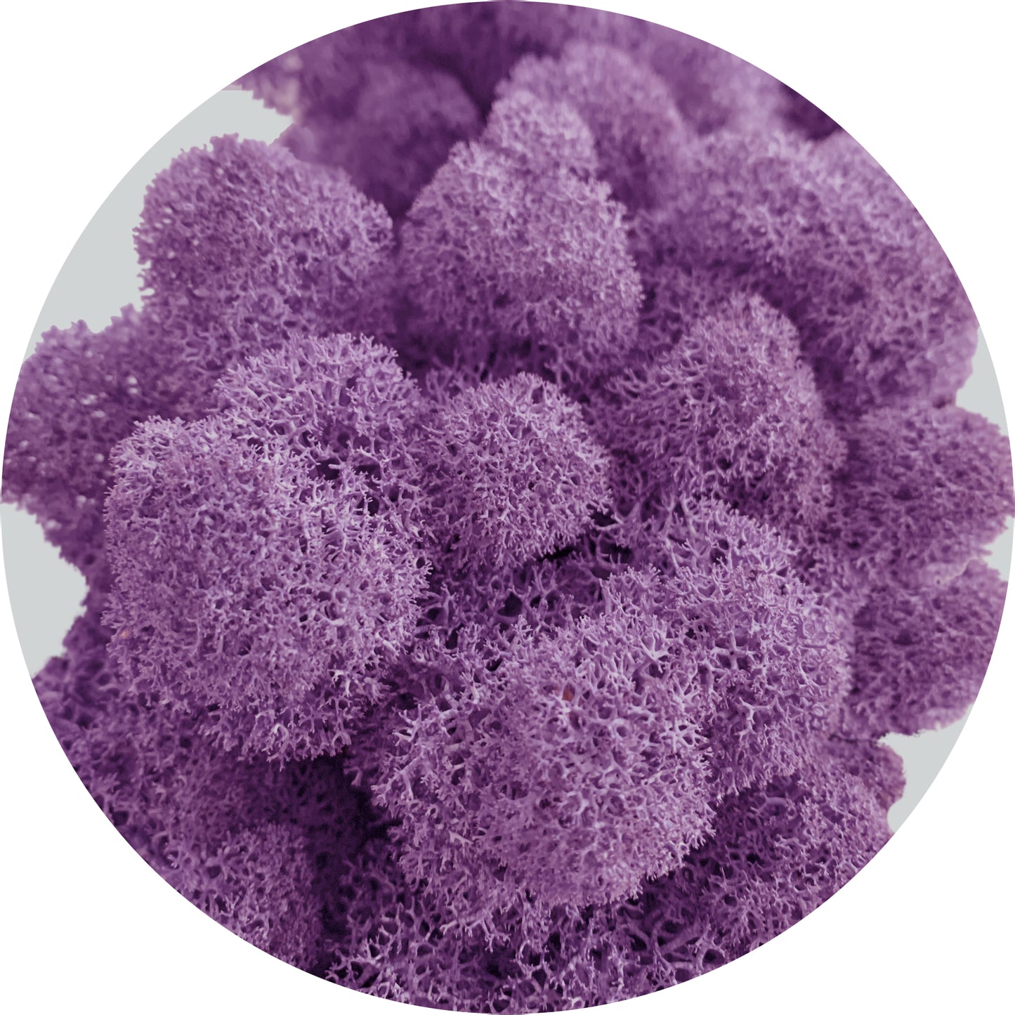 Purple Preserved Moss 100g (bag)