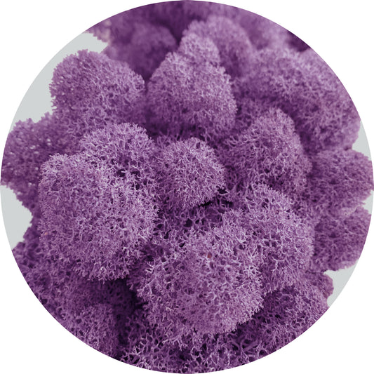 Purple Preserved Moss 100g (bag)