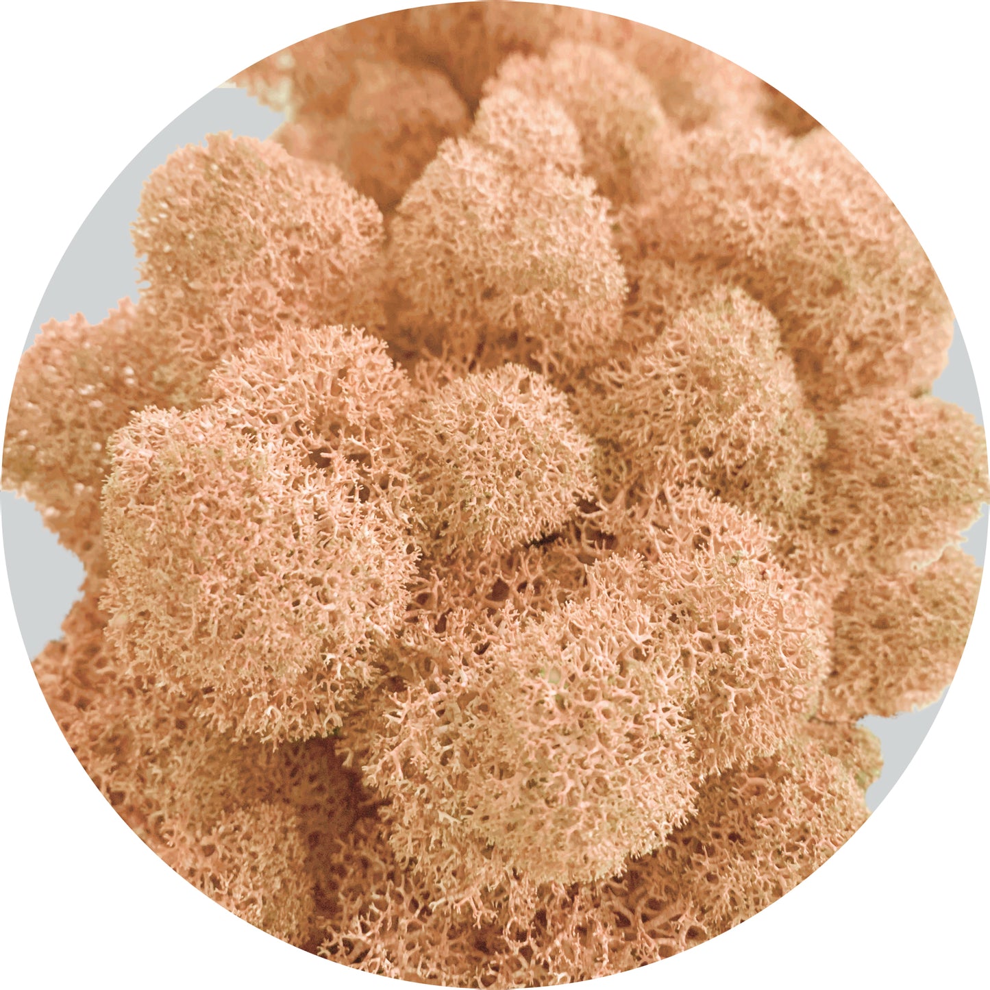 Light Peach Preserved Moss 100g (bag)