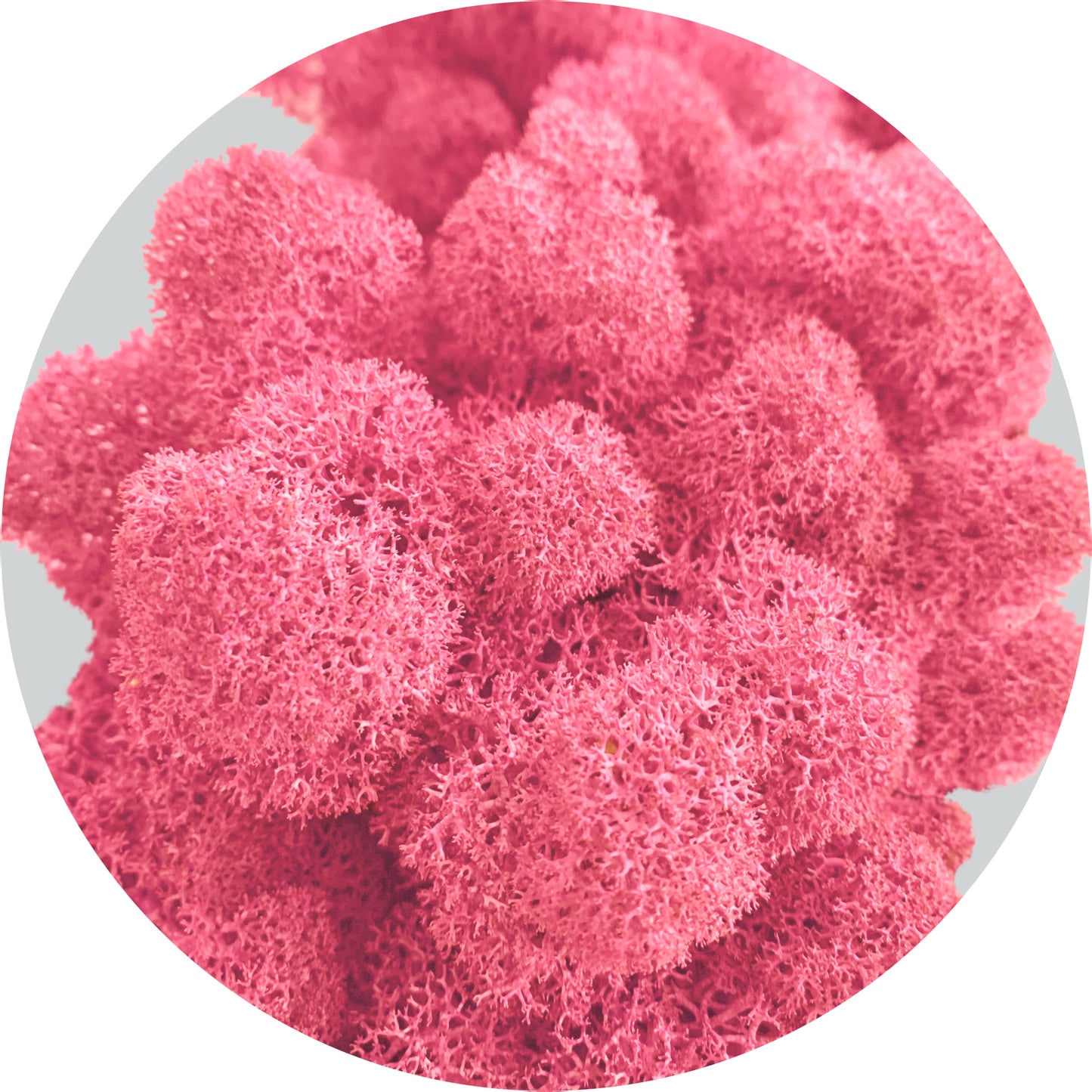 Pink Cyclamen Preserved Moss 100g (bag)