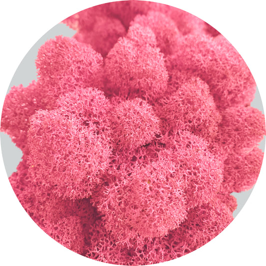 Pink Cyclamen Preserved Moss 100g (bag)