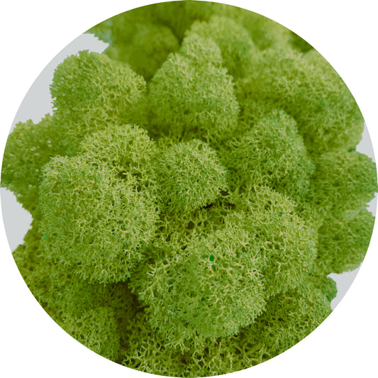Natural Green Preserved Moss 100g (bag)