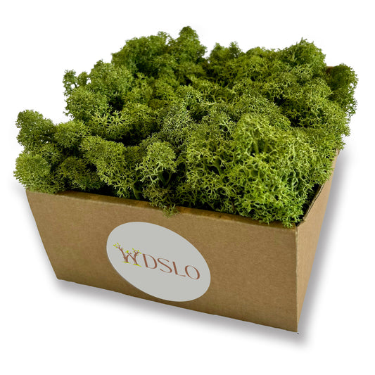 Natural Green Preserved Moss 320g (box)