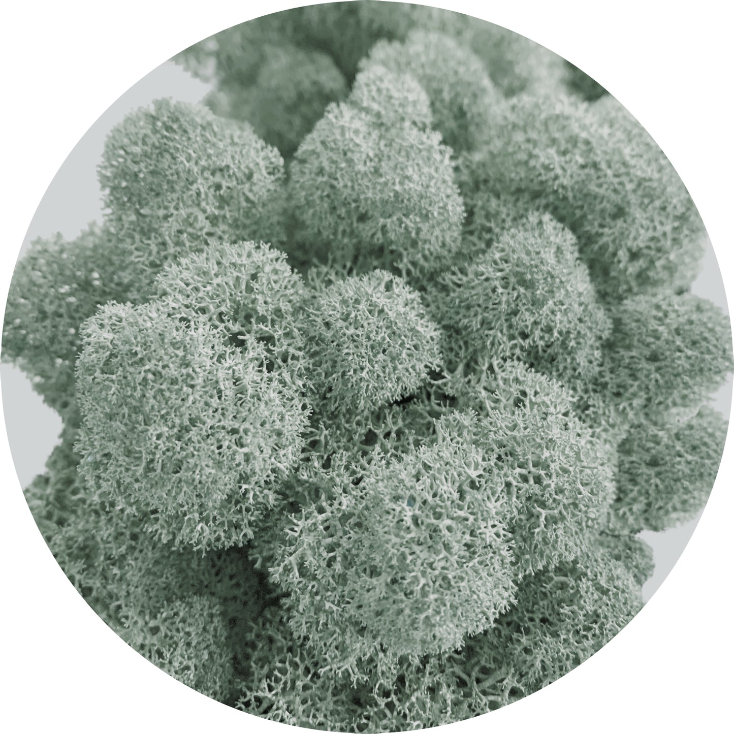 Grey Preserved Moss 100g (bag)
