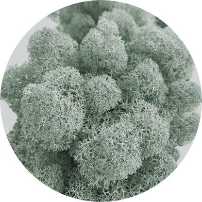 Grey Preserved Moss 100g (bag)