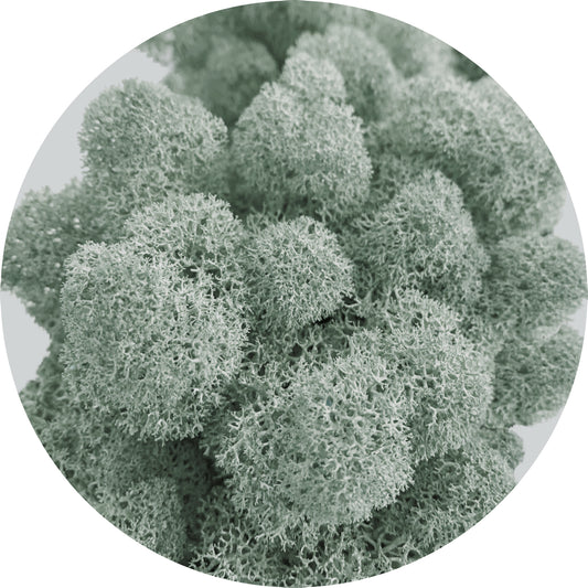 Grey Preserved Moss 100g (bag)