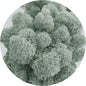 Grey Preserved Moss 100g (bag)