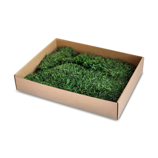 Forest Green Preserved Flat Moss
