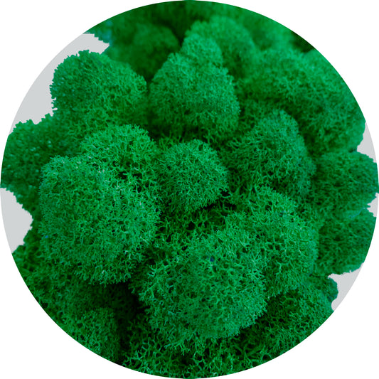 Forest Green Preserved Moss 100g (bag)