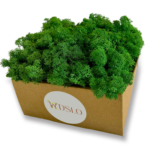 Forest Green Preserved Moss (box)