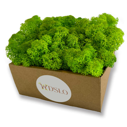 Grass Green Preserved Moss (box)