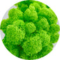 Grass Green Preserved Moss 100g (bag)