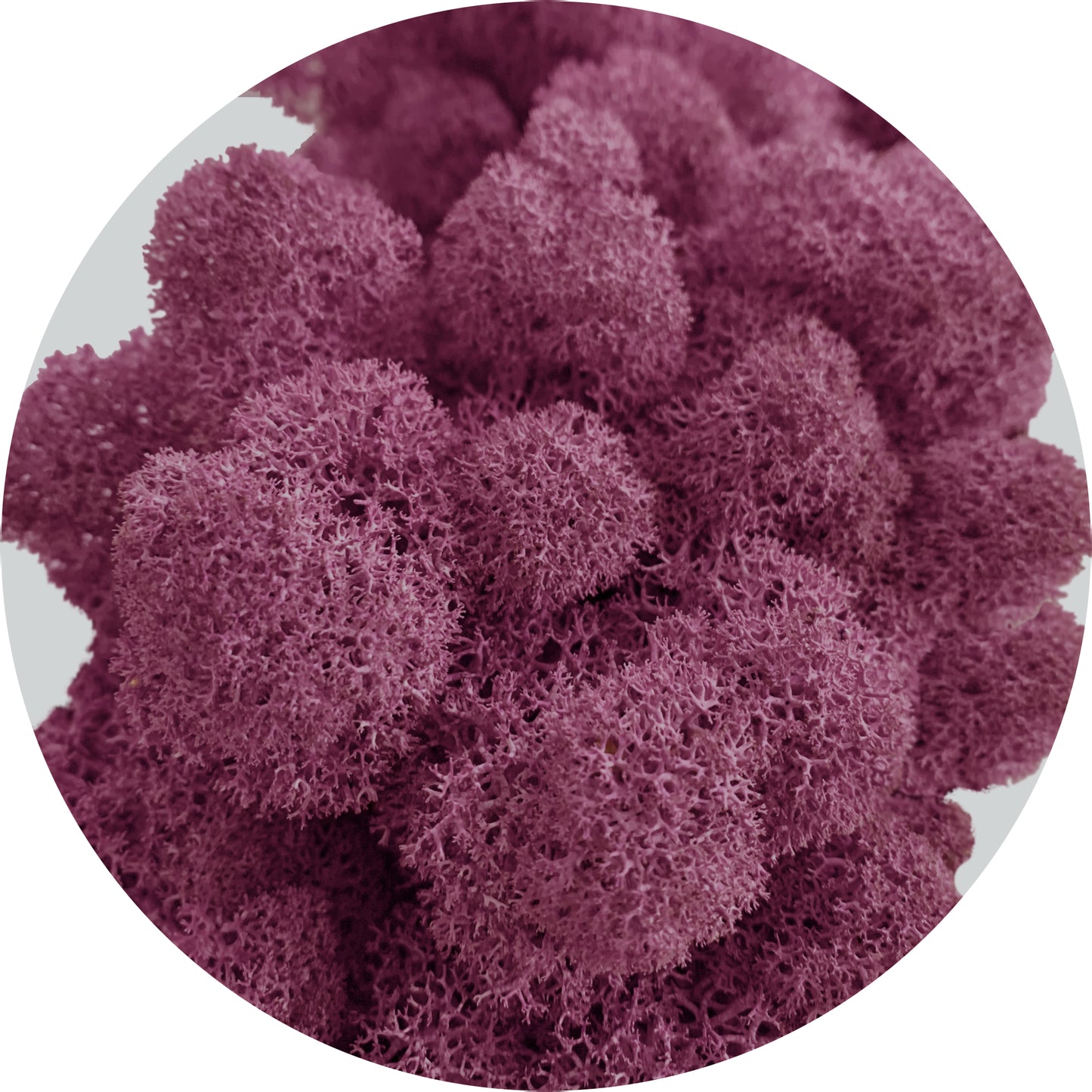 Lilac Preserved Moss 100g (bag)