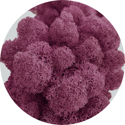 Lilac Preserved Moss 100g (bag)