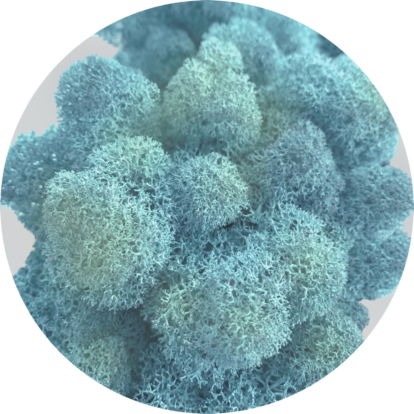 Light Blue Preserved Moss 100g (bag)