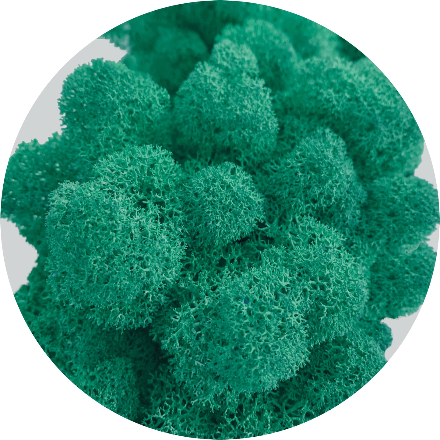 Aquamarine Preserved Moss 100g (bag)