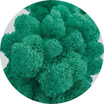 Aquamarine Preserved Moss 100g (bag)